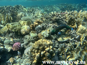 Коралловый риф в Шарм-эль-Шейхе